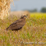 Falco di Palude su campo mietuto