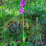 Orchidea selvatica