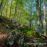 Nel bosco di Lago Duglia