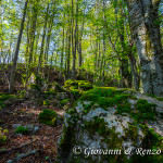 Nel bosco di Lago Duglia