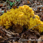 Ramaria aurea