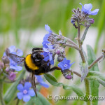 Bombus terrestris