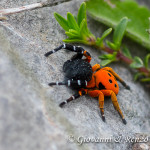 Ragno Coccinella (Eresus Cinnaberinus)