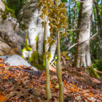 Neottia Nidus Avis (Orchidea Nido d'Uccello)