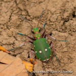 Cicindela campestris