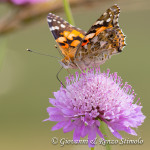 Vanessa del Cardo (Vanessa Cardui L.) su Vedovina Selvatica (Scabiosa columbaria L.)