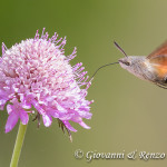 Sfinge del Galio o Sfinge Colibrì (Macroglossum stellatarum Linnaeus, 1758)