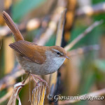 Usignolo di fiume (Cettia cetti)