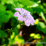 Geranio striato (Geranium versicolor)