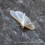 Palpita vitrealis