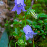 Campanula barbata