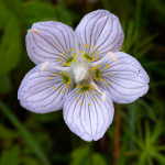 Parnassia palustris