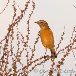 Femmina di Saltimpalo (Saxicola torquatus (Linnaeus, 1766))