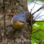 Picchio muratore (Sitta europaea)