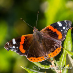 Vanessa Atalanta