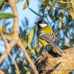 Cinciallegra (Parus major)