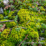 Una foresta in miniatura