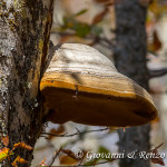 Fungo dell'esca (fomes fomentarius)