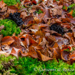 Trombette dei morti (Craterellus cornucopioides)