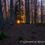 Le ultime luci nel bosco