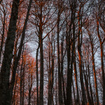 Tramonto nel bosco