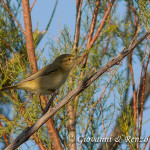 Luì piccolo (Phylloscopus collybita)