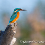 Martin pescatore (Alcedo attis)