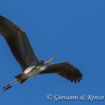 Airone cenerino (Ardea cinerea)