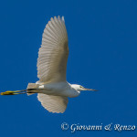 Garzetta comune (Egretta garzetta)