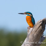 Martin pescatore (Alcedo attis)