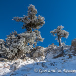 Imbiancati dalla prima neve della stagione