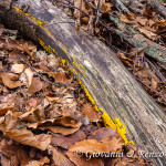 Calocera cornea