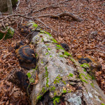 Funghi dell'esca