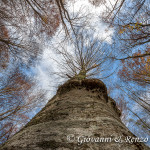 Il gigante che sfiora il cielo con un ramo