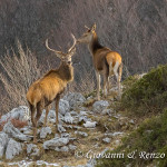 Cervo nobile (Cervus elaphus Linnaeus, 1758)