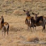 Cervo nobile (Cervus elaphus Linnaeus, 1758)