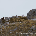 Cervo nobile (Cervus elaphus Linnaeus, 1758)