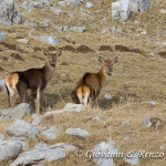 Cervo nobile (Cervus elaphus Linnaeus, 1758)