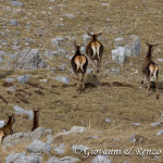 Cervo nobile (Cervus elaphus Linnaeus, 1758)