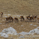 Cervo nobile (Cervus elaphus Linnaeus, 1758)