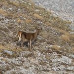 Cervo nobile (Cervus elaphus Linnaeus, 1758)