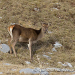 Cervo nobile (Cervus elaphus Linnaeus, 1758)