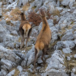 Cervo nobile (Cervus elaphus Linnaeus, 1758)