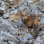 Cervo nobile (Cervus elaphus Linnaeus, 1758)
