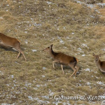 Cervo nobile (Cervus elaphus Linnaeus, 1758)
