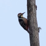 Picchio dalmatino (Dendrocopos leucotos (Bechstein, 1802))