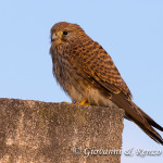 Gheppio (Falco tinnunculus)