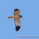 Albanella reale maschio (Circus cyaneus, (Linnaeus, 1766))