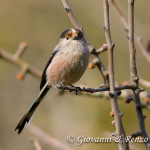 Codibugnolo (Aegithalos caudatus)