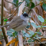 Capinera (Sylvia atricapilla)